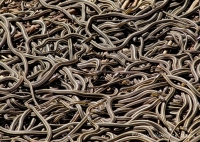 Xem những hố chứa hàng ngàn con rắn ở vùng nông thôn Canada==> nhìn khiếp quá đi mất
