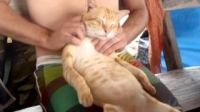 Massage cho mèo. Ôi nó phê :))