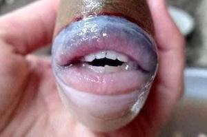 Con cá có răng như người