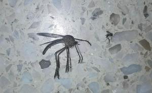 Muỗi khổng lồ argentina