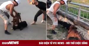Kinh hoàng cảnh chó Pitbull hung dữ cắn chết dê trên đường phố ở Vinh