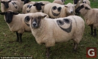 Xuất hiện thông điệp bí ẩn trên 100 con cừu