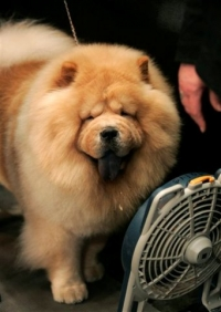 [Hot Dog] Trào lưu nuôi chó Chow Chow ở Hà Nội :* - Iem Chow Chow trong clip cute vãi chưởng :*