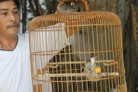 [kaupeyeucope] Chim chào mào độc, trả gần nghìn đô không bán