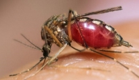 Kinh hoàng cảnh muỗi độc hút máu có một không hai