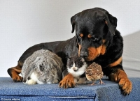 Kỳ lạ những chú chó thích làm mẹ của con vật khác loài