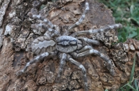 Phát hiện con nhện khổng lồ to bằng mặt người