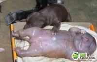 Shock chó sinh ra người ở Ukraina