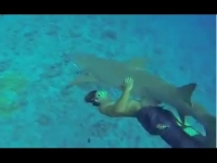 Thanh niên liều ôm cá mập trắng dưới nước