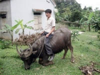 Những con trâu 3 sừng, 8 chân, 2 đuôi kỳ lạ ở Việt Nam