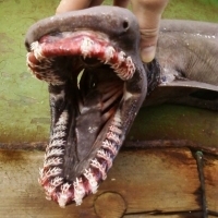 [LẠ] Sinh vật lạ giống rắn sở hữu hàm răng lởm chởm kỳ quái