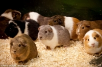 Chuột lang đực xổng chuồng khiến 100 chuột cái mang thai cùng lúc!!! Tớ là tớ rất nể em chuột này :))