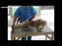 Những đoạn video vui nhộn của khỉ