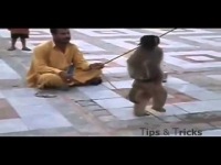 Con khỉ bá đạo