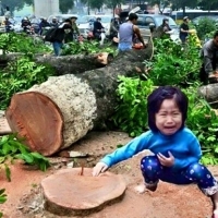 Sưu tầm ảnh về chế chặt cây ở Thủ Đô. Nguyễn Chí Thanh bây giờ trơ bê tông :'(