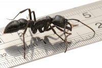 OCCOPHYLA - loài kiến ăn thịt người cực kì đáng sợ!