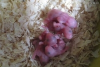 thiếu nữ mang thai sinh ra 20 con chuột con
