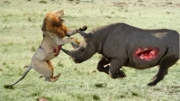 Sư tử đánh nhau với tê giác dã man