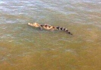 Nhiều lực lượng vây bắt cá sấu trên sông ở Long An