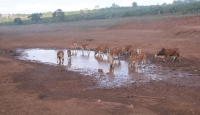 200 hồ ở Đắk Lắk trơ đáy,trâu bò thiếu nước uống