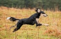 Top 10 giống chó nhanh nhất thế giới,bị bọn này rượt thì xác định