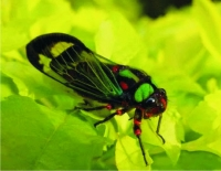 14 kỷ lục gia trong thế giới côn trùng