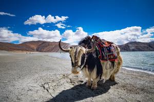 Thịt bò khô Tây Tạng