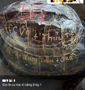 Tên Thuỷ Tiên và Công Vinh được khắc lên mai rùa phóng sinh