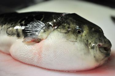Chế biến cá nóc - chỉ có 12 siêu đầu bếp tại Nhật Bản được cấp phép