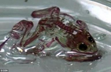 Phát hiện ếch đột biến, da trong suốt nhìn được cả bộ phận bên trong