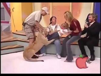 Sư tử vồ cắn trẻ con tại show truyền hình trực tiếp