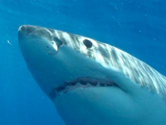 Top 15 động vật nguy hiểm nhất Trái Đất, cá mập chỉ đứng bét bảng