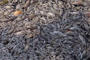 Hà Nội : Cá chết nổi trắng hồ Tây,mùi hôi thối bốc lên nồng nặc