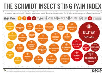 Xem anh chàng cho loài côn trùng có khả năng gây đau đớn hạng 2 trên thế giới chích vào tay