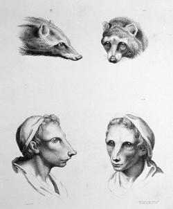 [MacproDS] khuôn mặt của con người nếu được tiến hóa từ những loài vật khác