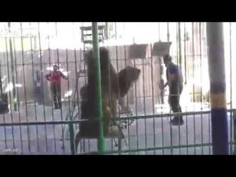 Kinh hoàng clip sư tử 200kg cắn chết huấn luyện xiếc thú :(