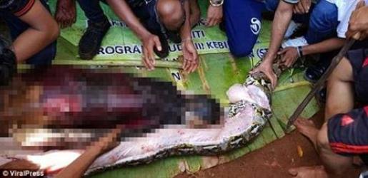 Rùng rợn trăn dài 7 m nuốt một phụ nữ Indonesia