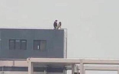 Cư dân mạng xôn xao kinh ngạc với bức ảnh cặp đôi hồn nhiên 'làm chuyện ấy' trên sân thượng tòa nhà