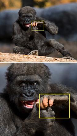 Cận cảnh bàn tay giống y hệt con người của gorilla trong sở thú Mỹ