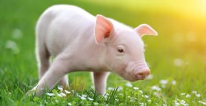 Ý nghĩa của việc nằm mơ thấy con lợn là số mấy?