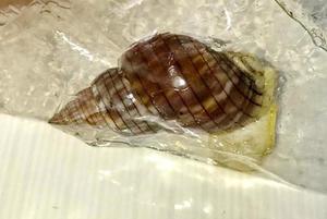 Tử vong vì ăn ốc biển lạ: Nhận diện các loại ốc cực độc, ăn 1-2 con cũng chết