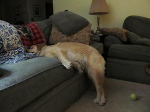 Những kiểu ngủ thách thức mọi định luật vật lý của đám cún