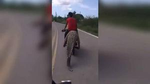 Người đàn ông ngồi lên lưng cá sấu trên xe máy phóng giữa đường