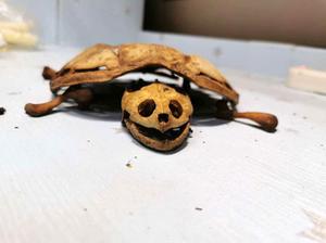 Rùa chết trơ xương khô ở ký túc sau 8 tháng chủ về quê tránh dịch
