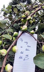 Nhóm sinh viên vào vườn táo chơi nhưng ra về để lại cây táo bị gặm nham nhở và lời nhắn thô tục